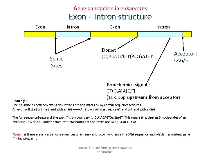 Gene annotation in eukaryotes Exon – Intron structure Exon Intron Splice Sites Exon Donor: