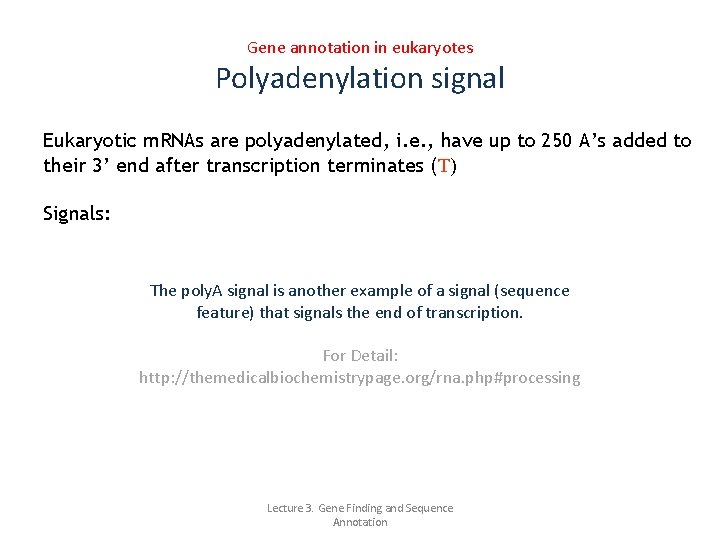 Gene annotation in eukaryotes Polyadenylation signal Eukaryotic m. RNAs are polyadenylated, i. e. ,