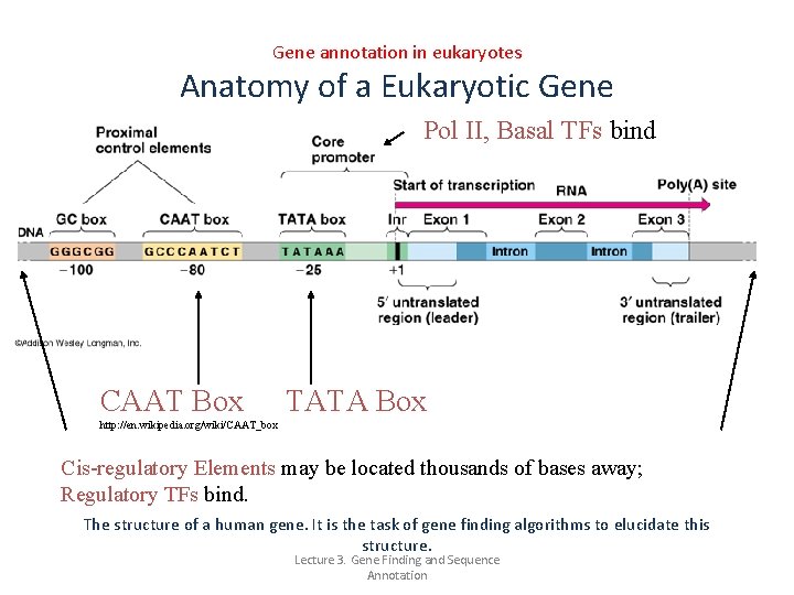 Gene annotation in eukaryotes Anatomy of a Eukaryotic Gene Pol II, Basal TFs bind