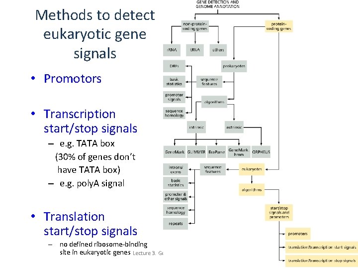 Methods to detect eukaryotic gene signals • Promotors • Transcription start/stop signals – e.