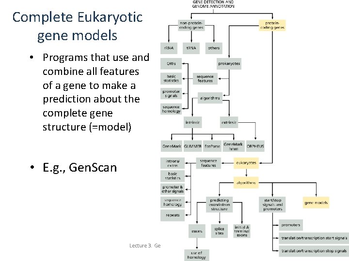 Complete Eukaryotic gene models • Programs that use and combine all features of a