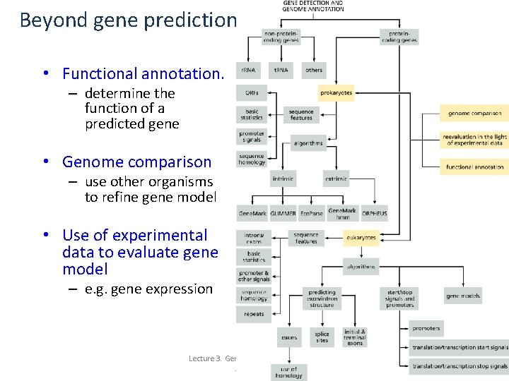 Beyond gene prediction • Functional annotation. – determine the function of a predicted gene