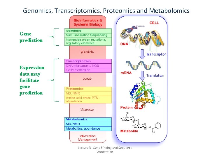 Genomics, Transcriptomics, Proteomics and Metabolomics Gene prediction Expression data may facilitate gene prediction Lecture