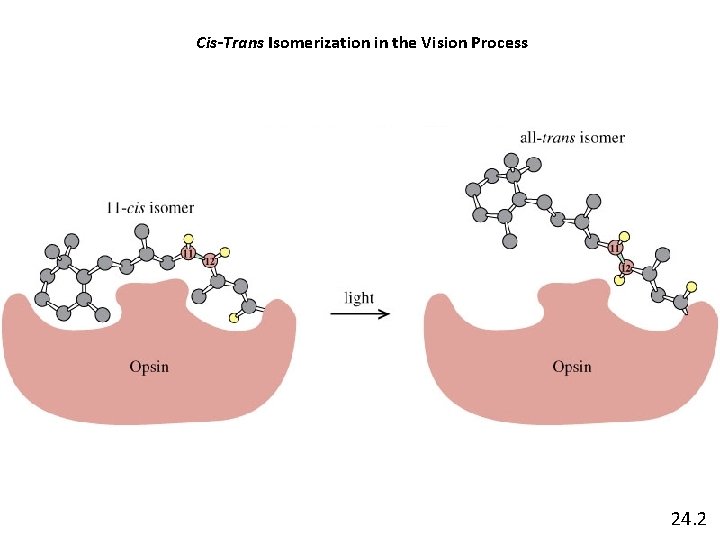 Cis-Trans Isomerization in the Vision Process 24. 2 