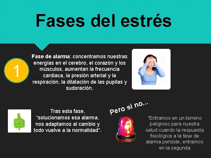 Fases del estrés 1 Fase de alarma: concentramos nuestras energías en el cerebro, el