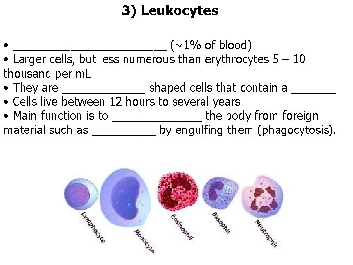 3) Leukocytes • ____________ (~1% of blood) • Larger cells, but less numerous than