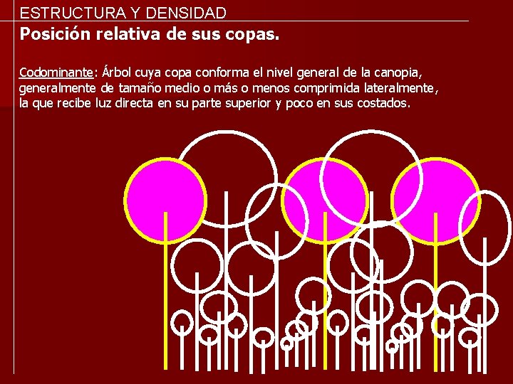 ESTRUCTURA Y DENSIDAD Posición relativa de sus copas. Codominante: Árbol cuya copa conforma el