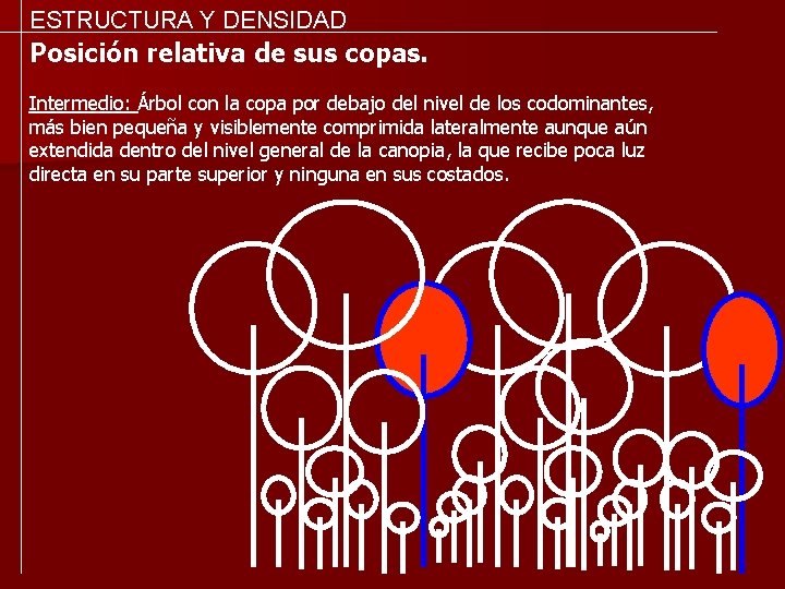 ESTRUCTURA Y DENSIDAD Posición relativa de sus copas. Intermedio: Árbol con la copa por