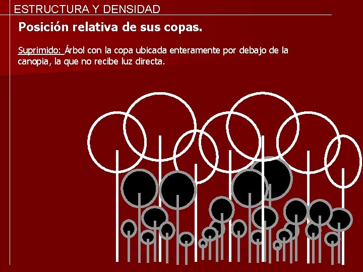 ESTRUCTURA Y DENSIDAD Posición relativa de sus copas. Suprimido: Árbol con la copa ubicada