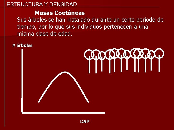 ESTRUCTURA Y DENSIDAD Masas Coetáneas Sus árboles se han instalado durante un corto período