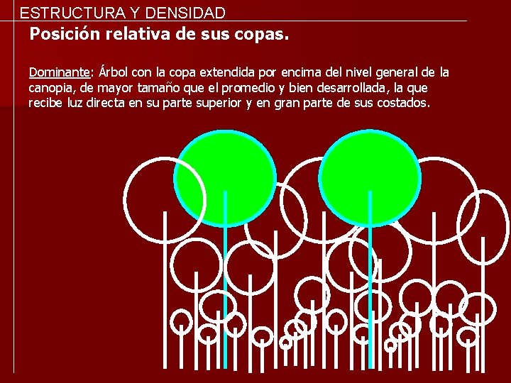 ESTRUCTURA Y DENSIDAD Posición relativa de sus copas. Dominante: Árbol con la copa extendida