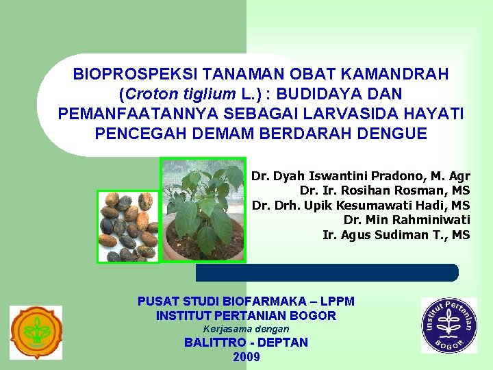 BIOPROSPEKSI TANAMAN OBAT KAMANDRAH (Croton tiglium L. ) : BUDIDAYA DAN PEMANFAATANNYA SEBAGAI LARVASIDA