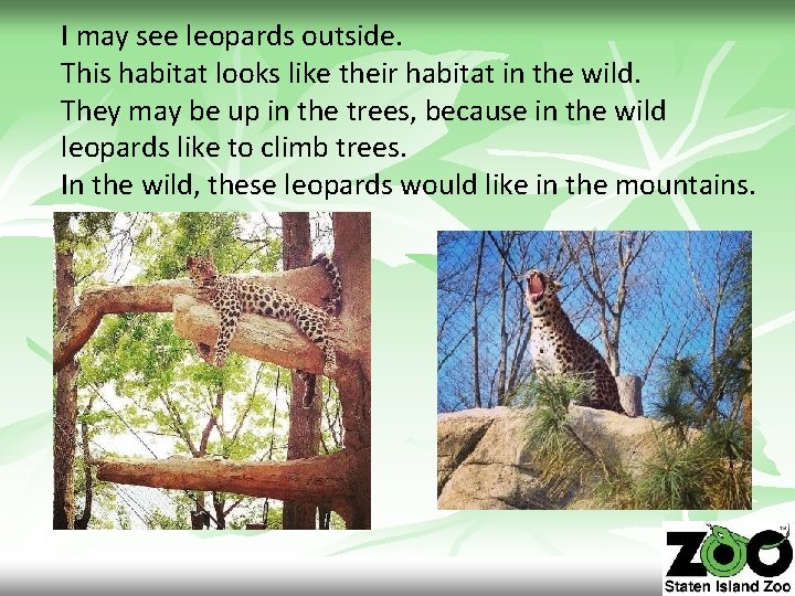 I may see leopards outside. This habitat looks like their habitat in the wild.