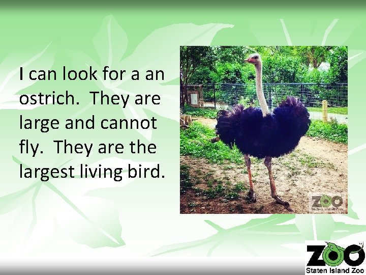 I can look for a an ostrich. They are large and cannot fly. They