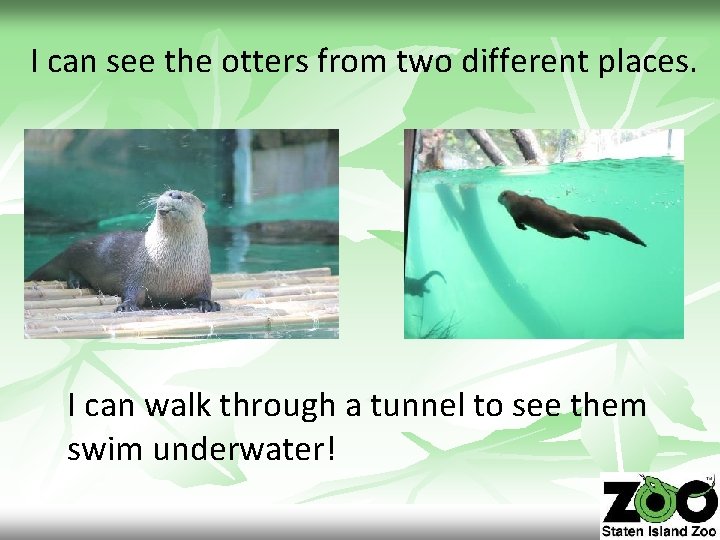 I can see the otters from two different places. I can walk through a