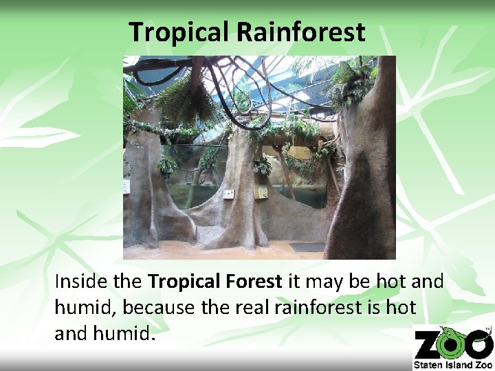 Tropical Rainforest Inside the Tropical Forest it may be hot and humid, because the