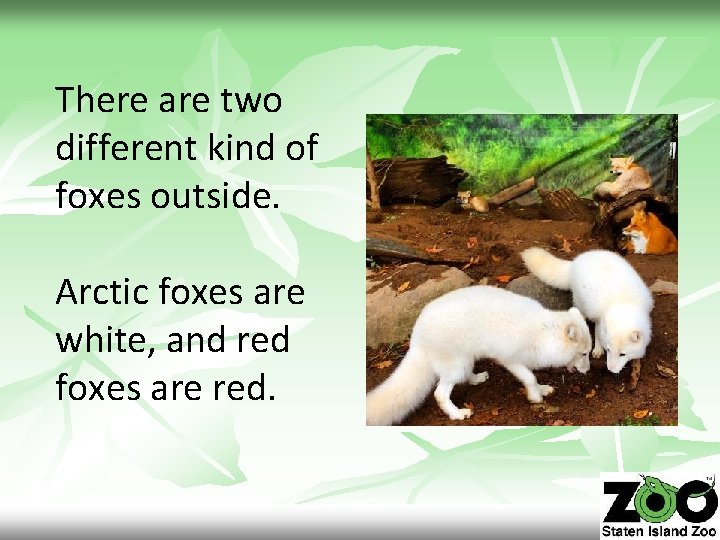 There are two different kind of foxes outside. Arctic foxes are white, and red