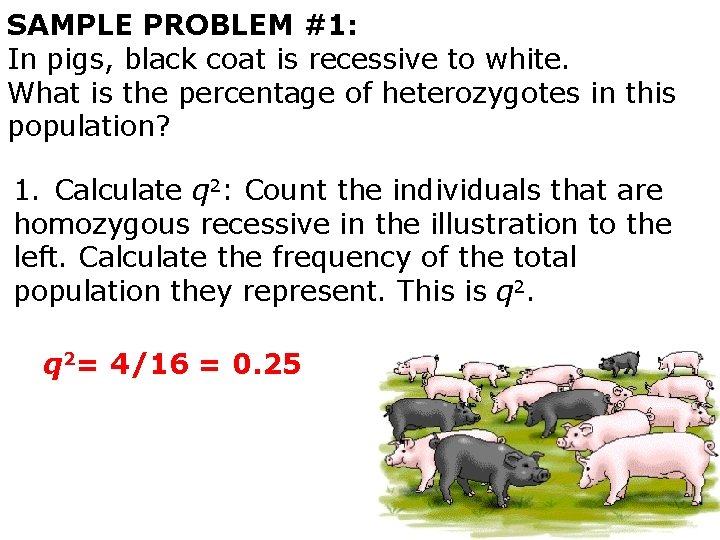 SAMPLE PROBLEM #1: In pigs, black coat is recessive to white. What is the