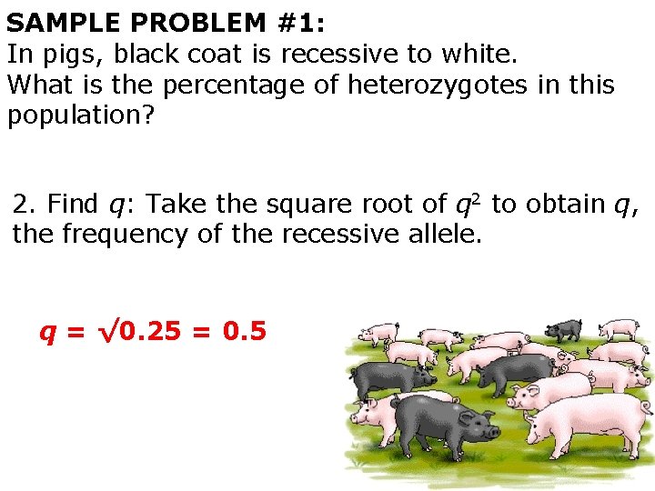 SAMPLE PROBLEM #1: In pigs, black coat is recessive to white. What is the