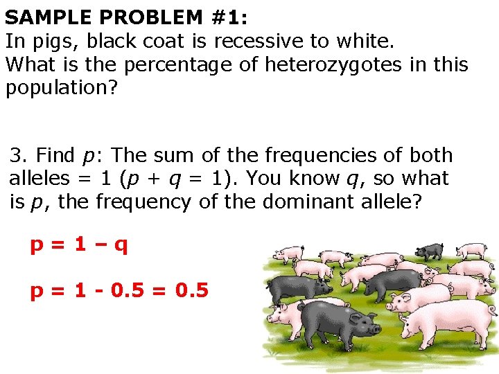 SAMPLE PROBLEM #1: In pigs, black coat is recessive to white. What is the