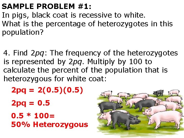 SAMPLE PROBLEM #1: In pigs, black coat is recessive to white. What is the