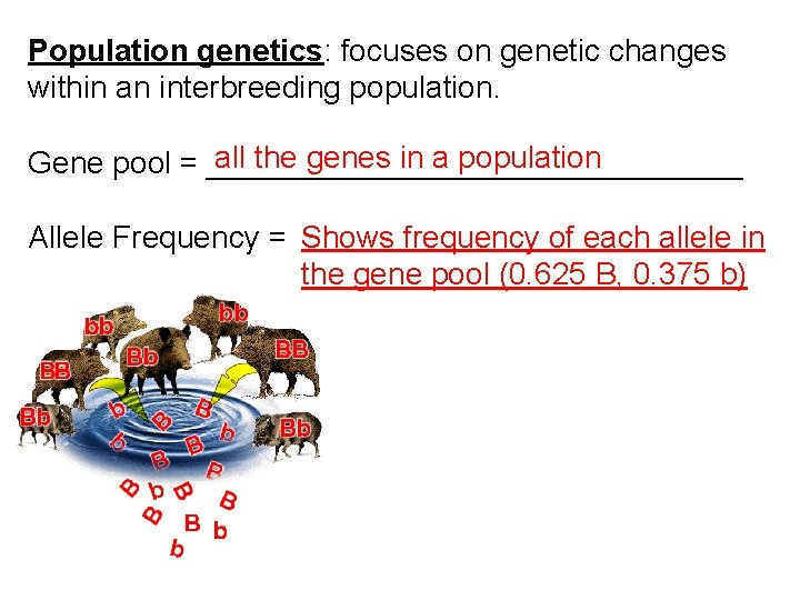 Population genetics: focuses on genetic changes within an interbreeding population. all the genes in