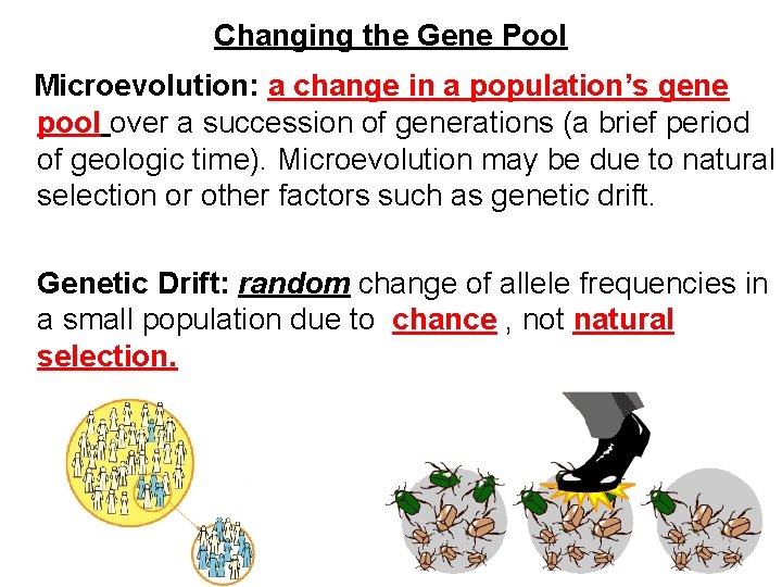 Changing the Gene Pool Microevolution: a change in a population’s gene pool over a