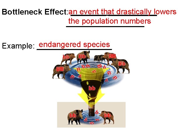 event that drastically lowers Bottleneck Effect: an ___________ the population numbers endangered species Example: