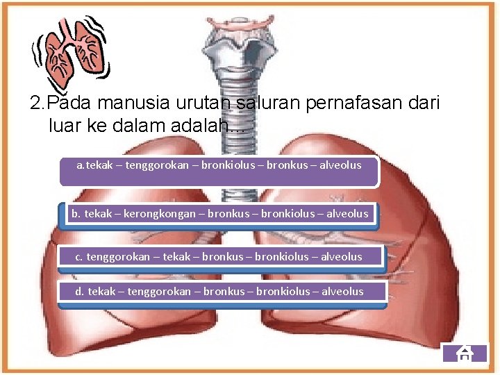 2. Pada manusia urutan saluran pernafasan dari luar ke dalam adalah… a. tekak –