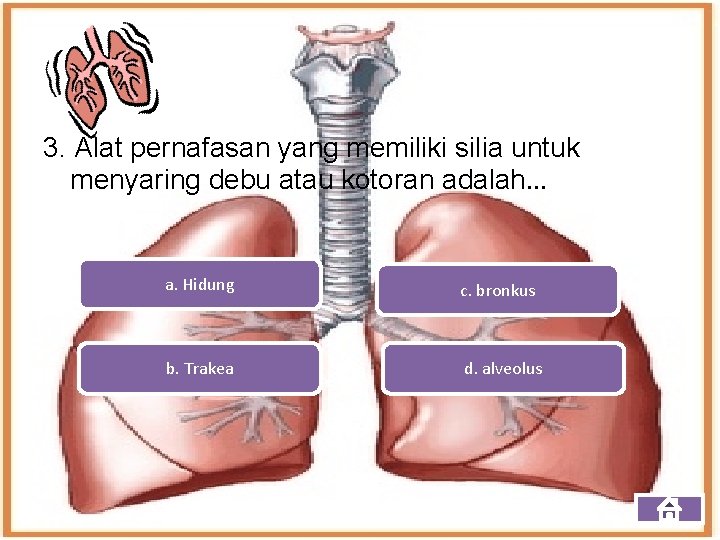 3. Alat pernafasan yang memiliki silia untuk menyaring debu atau kotoran adalah. . .