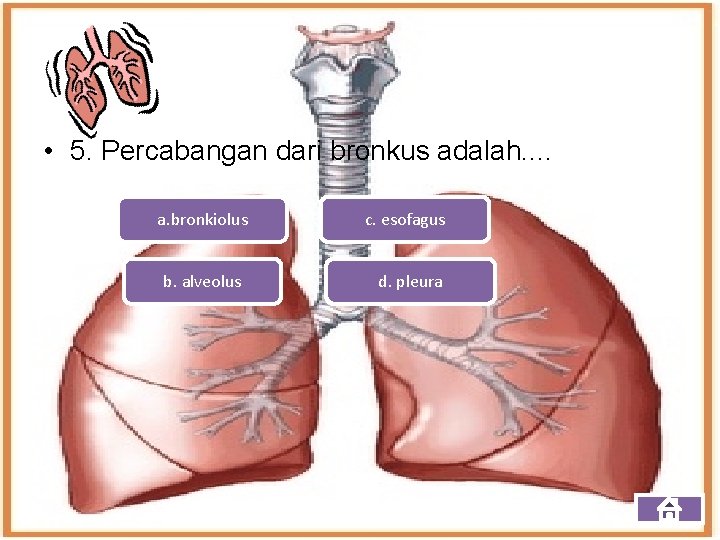  • 5. Percabangan dari bronkus adalah. . a. bronkiolus b. alveolus c. esofagus