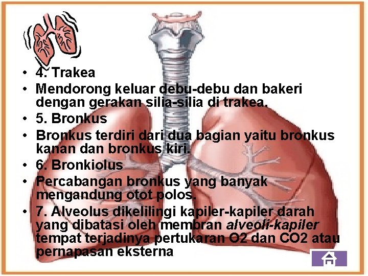  • 4. Trakea • Mendorong keluar debu-debu dan bakeri dengan gerakan silia-silia di