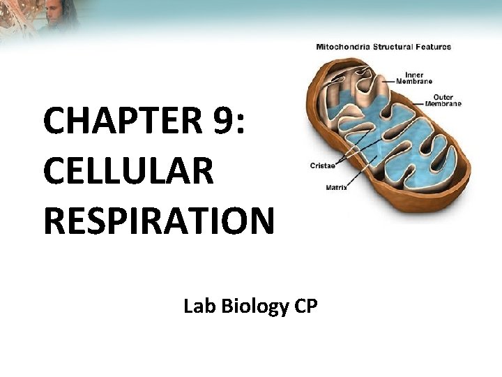 Lesson Overview Cellular Respiration: An Overview CHAPTER 9: CELLULAR RESPIRATION Lab Biology CP 