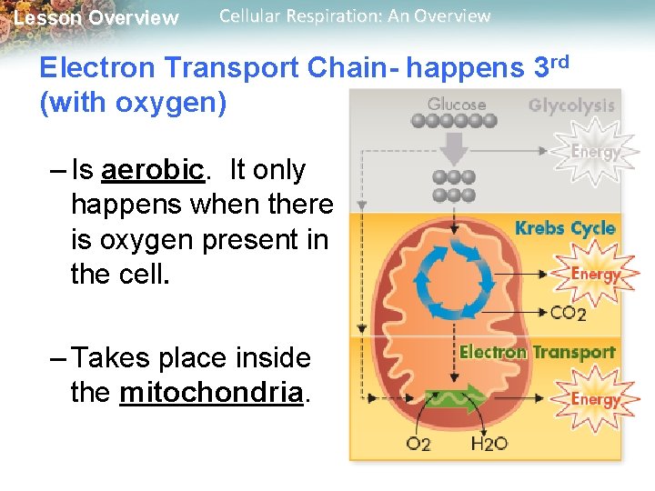 Lesson Overview Cellular Respiration: An Overview Electron Transport Chain- happens 3 rd (with oxygen)
