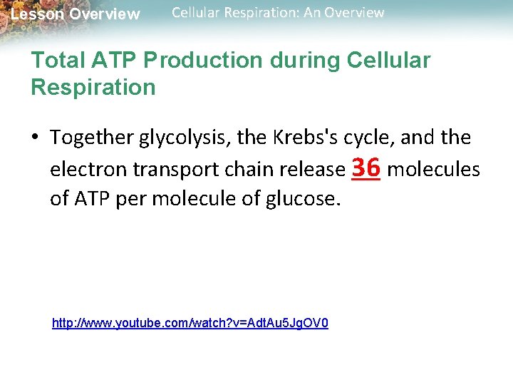 Lesson Overview Cellular Respiration: An Overview Total ATP Production during Cellular Respiration • Together