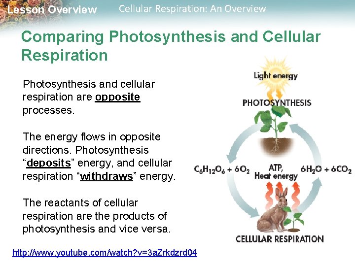 Lesson Overview Cellular Respiration: An Overview Comparing Photosynthesis and Cellular Respiration Photosynthesis and cellular