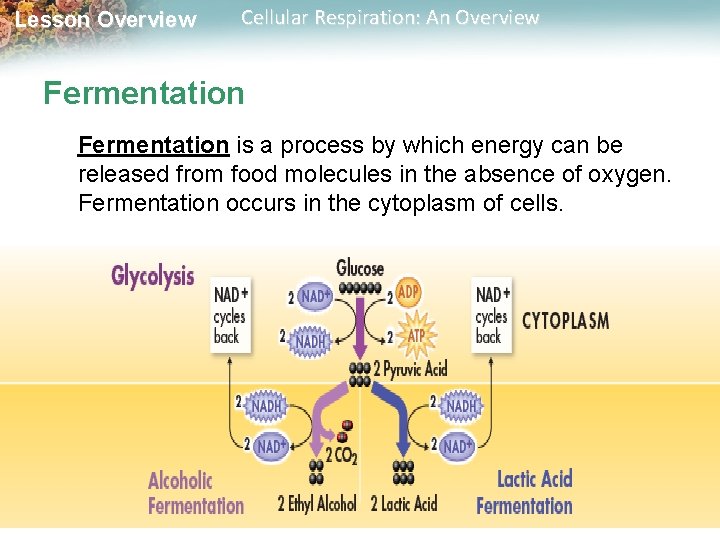 Lesson Overview Cellular Respiration: An Overview Fermentation is a process by which energy can