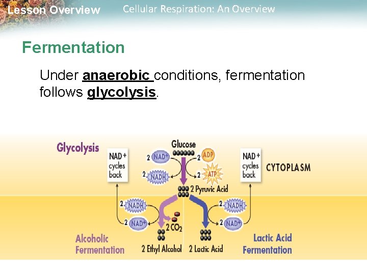 Lesson Overview Cellular Respiration: An Overview Fermentation Under anaerobic conditions, fermentation follows glycolysis. 