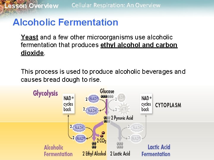 Lesson Overview Cellular Respiration: An Overview Alcoholic Fermentation Yeast and a few other microorganisms