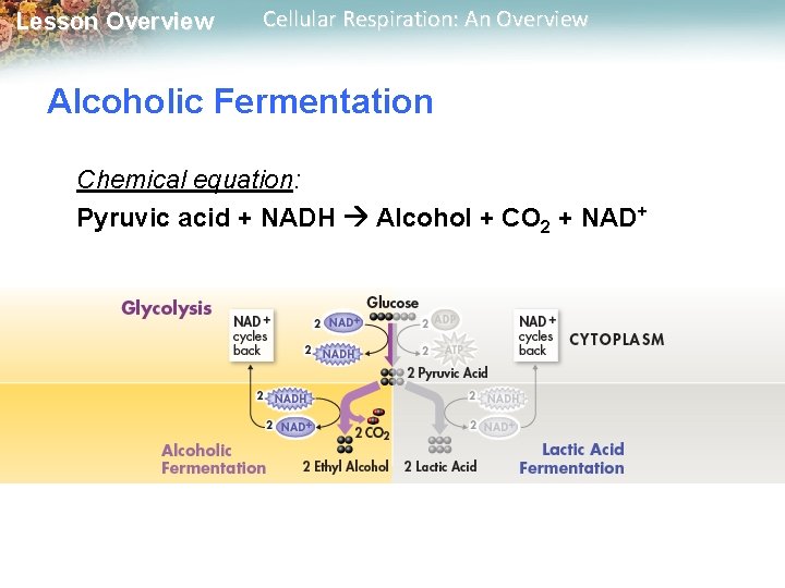 Lesson Overview Cellular Respiration: An Overview Alcoholic Fermentation Chemical equation: Pyruvic acid + NADH