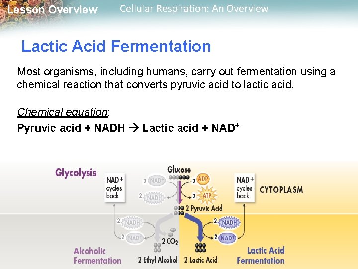 Lesson Overview Cellular Respiration: An Overview Lactic Acid Fermentation Most organisms, including humans, carry