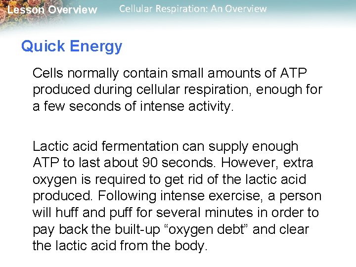 Lesson Overview Cellular Respiration: An Overview Quick Energy Cells normally contain small amounts of