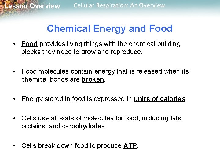 Lesson Overview Cellular Respiration: An Overview Chemical Energy and Food • Food provides living