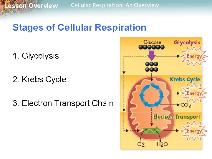 Lesson Overview Cellular Respiration: An Overview Stages of Cellular Respiration 1. Glycolysis 2. Krebs