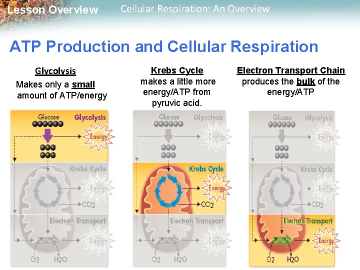 Lesson Overview Cellular Respiration: An Overview ATP Production and Cellular Respiration Glycolysis Makes only