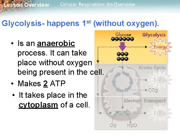 Lesson Overview Cellular Respiration: An Overview Glycolysis- happens 1 st (without oxygen). • Is