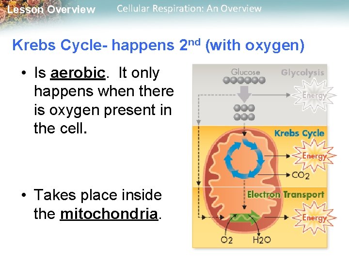 Lesson Overview Cellular Respiration: An Overview Krebs Cycle- happens 2 nd (with oxygen) •