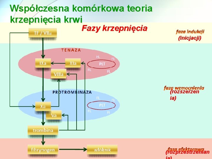 Współczesna komórkowa teoria krzepnięcia krwi Fazy krzepnięcia (inicjacji) (rozszerzen ia) (rozprzestrzenian 