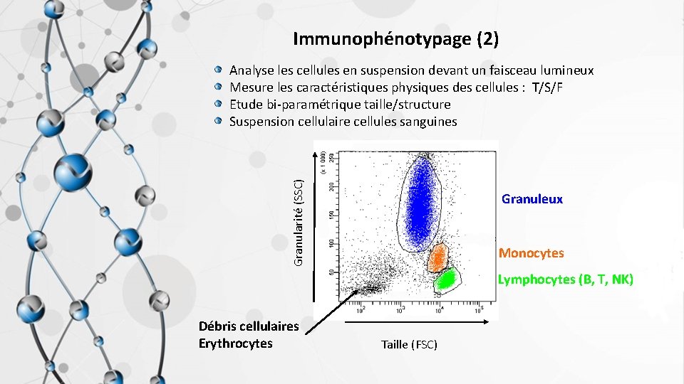 Immunophénotypage (2) Granularité (SSC) Analyse les cellules en suspension devant un faisceau lumineux Mesure