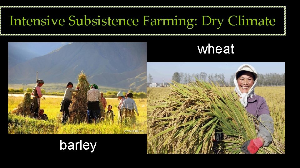 Intensive Subsistence Farming: Dry Climate wheat barley 